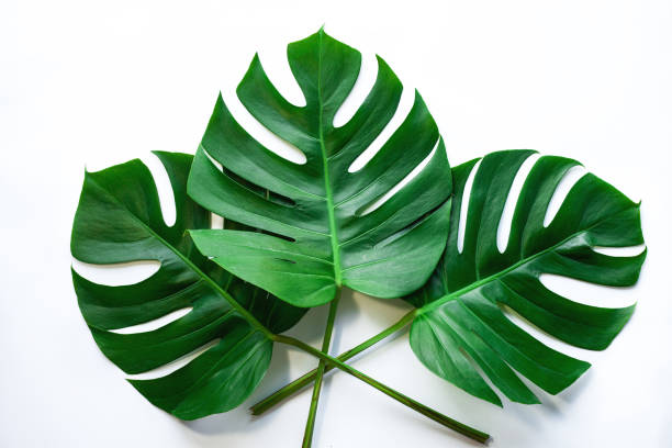 istock closeup beautiful Monstera leaf isolated on white background 1352164555