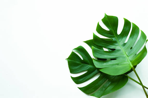 close-up linda folha monstera isolado em fundo branco - cheese plant philodendron rainforest leaf vein - fotografias e filmes do acervo