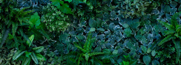 istock closeup tropical green leaf background 1352164750