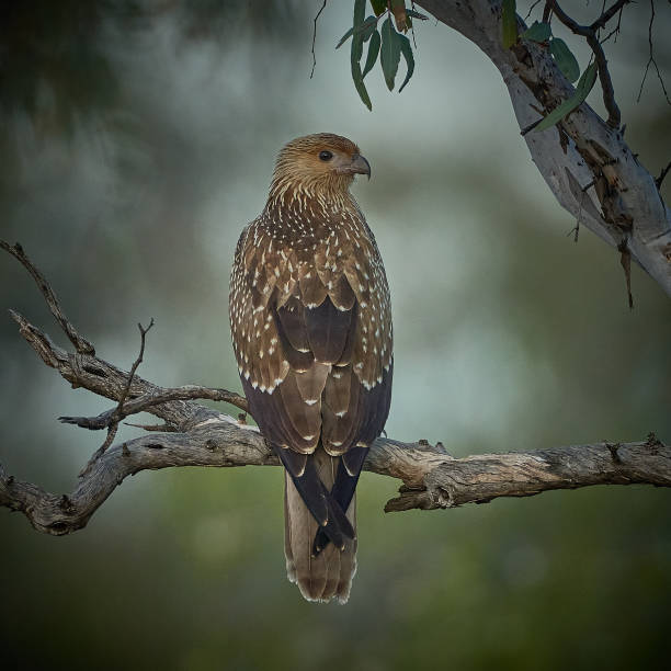 Whistling Kite, Far West, New South Wales stock photo