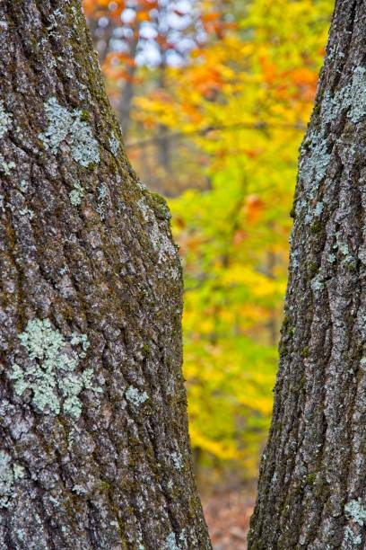 bright swatch of autumn yellow and orange colored leaves. framed by oak tree trunks - drumlin imagens e fotografias de stock