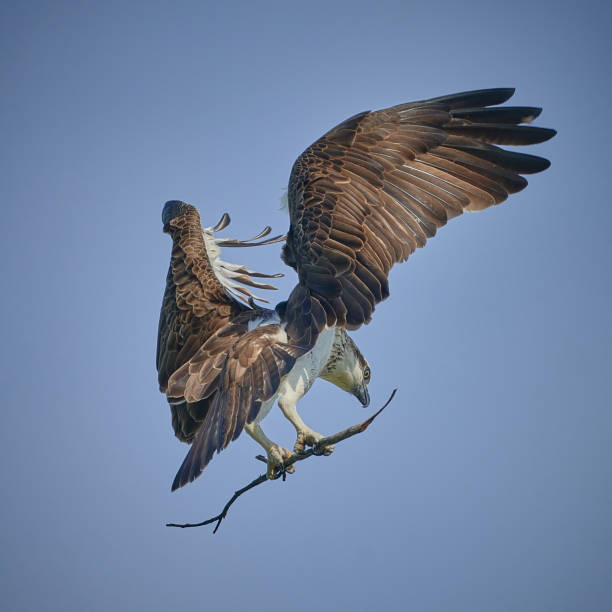 istock Eastern Osprey, Central Coast, New South Wales 1352168977