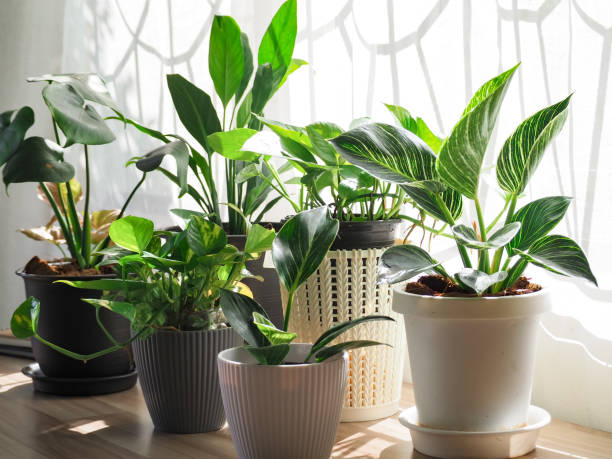 árbol verde en macetas de cerámica blanca sobre la mesa de madera. concepto en casa jardinería interior llena plantas en spring.template. árboles auspiciosos, los árboles purifican el aire. - planta de interior fotografías e imágenes de stock