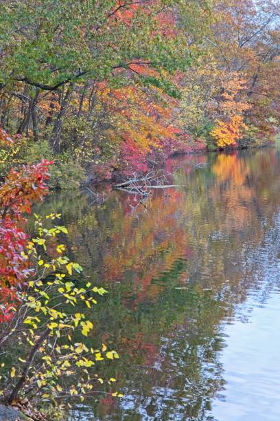 bright red orange and yellow leaves reflect on the still waters of  lake cochichewick - drumlin imagens e fotografias de stock