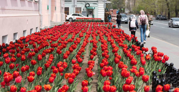 Tulips on the flower bed. stock photo