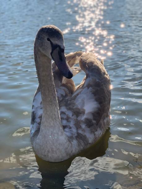 istock Young mute swan portrait 1352169953