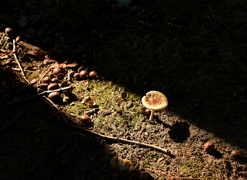 A single mushroom caught in a shaft of light in the forest.