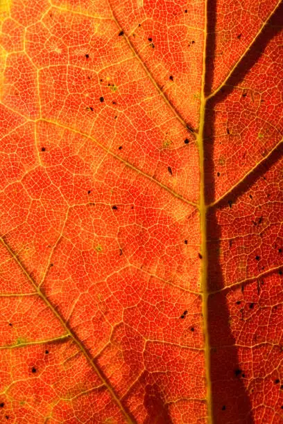 A macro image of a single single red leaf light from the side.