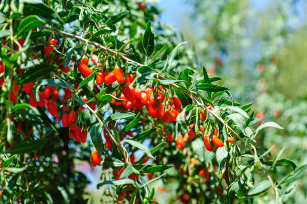 fruits et plantes de baies de goji dans le jardin ensoleillé - bittersweet berry photos photos et images de collection