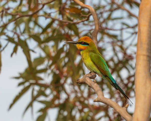 rainbow bee-eater (merops ornatus) - kakadu national park national park northern territory kakadu imagens e fotografias de stock