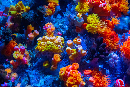A colourful coral reef seen at a day dive. Incredibly vibrant colors.