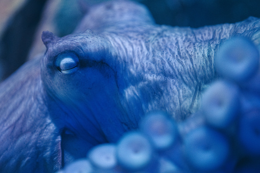 Extreme close-up of an octopus sleeping with closed eyes. Blurred tentacles in the foreground.
