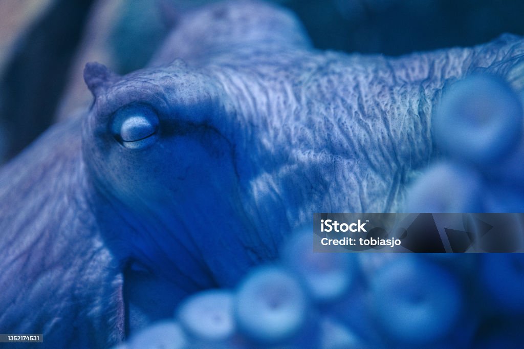 Extreme close-up of an octopus sleeping Extreme close-up of an octopus sleeping with closed eyes. Blurred tentacles in the foreground. Octopus Stock Photo