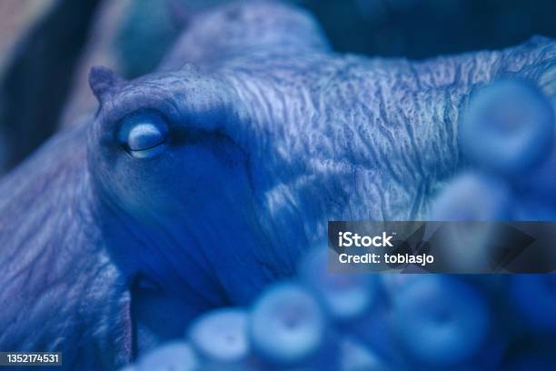 Extreme Closeup Of An Octopus Sleeping Stock Photo - Download Image Now - Octopus, Sleeping, Microscope