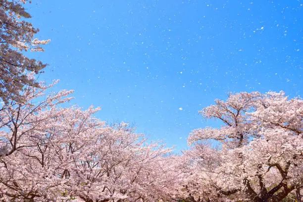 Photo of Cherry blossoms in full bloom. Shower of cherry blossom.