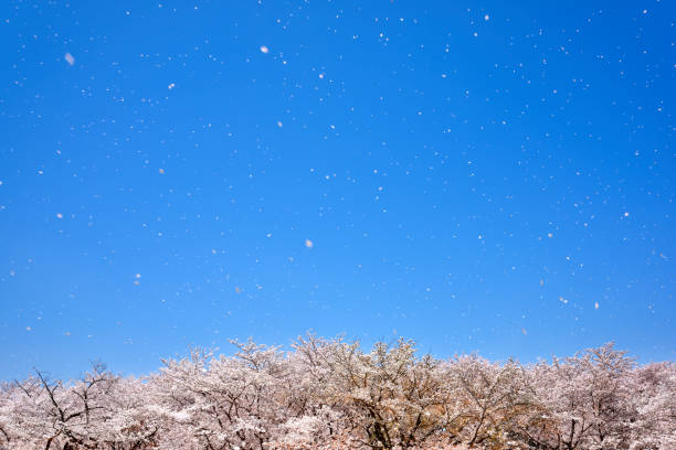 満開の桜。桜のシャワー。 - 桜吹雪 ストックフォトと画像