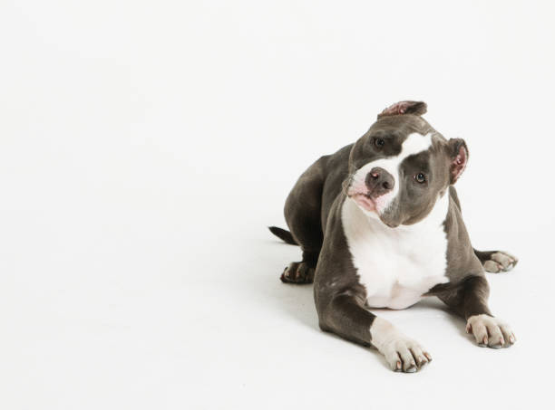 istock american staffordshire terrier isolated on white background 1352176234