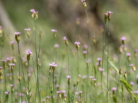 Small purple flower in tall grass