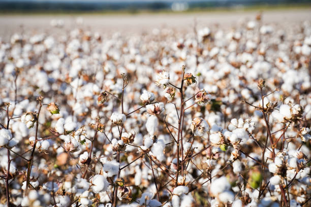 istock Cotton Field in Texas with Blue Sky 1352179751