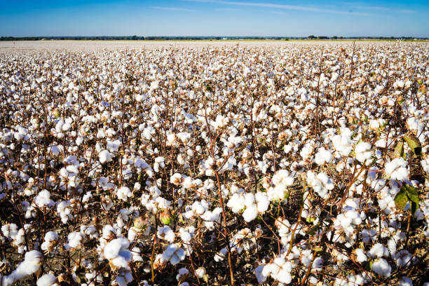 istock Cotton Field in Texas with Blue Sky 1352179767