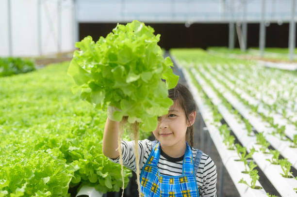 glückliches süßes mädchen, das in hydroponischen gewächshausfarmen, bildung und wissenschaftlerkonzept lernt und studiert - hydroponics vegetable lettuce greenhouse stock-fotos und bilder