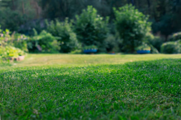 ぼやけた庭の背景。裏庭の芝生。夏の日。 - shallow depth of focus ストックフォトと画像