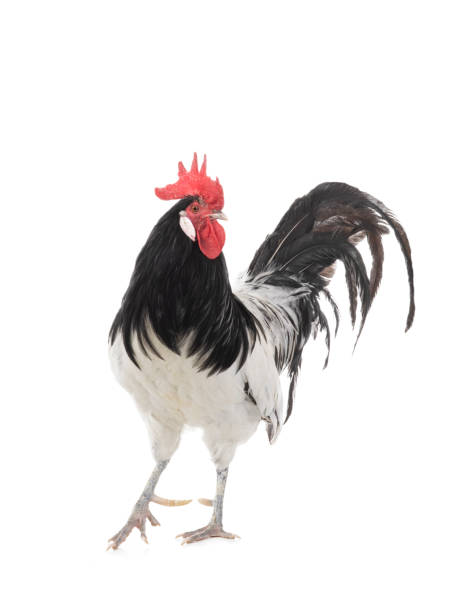 istock black and white rooster isolated on white background 1352184908