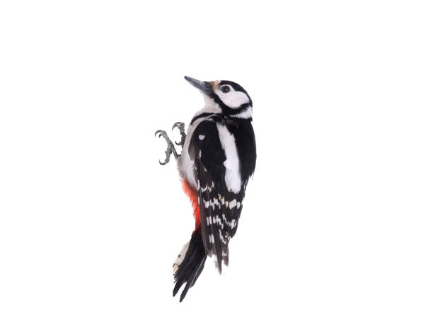 woodpecker isolated on white background woodpecker isolated on white background woodpecker stock pictures, royalty-free photos & images