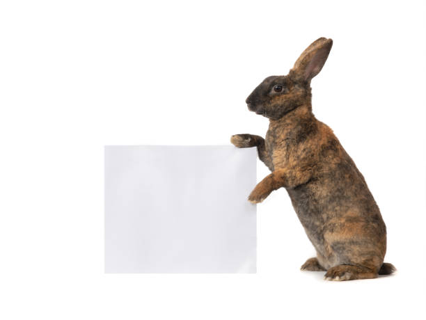 istock brown rabbit stands with a square for writing your inscriptions on a white background 1352184919