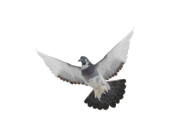 istock pigeon flying isolated on white background 1352184920