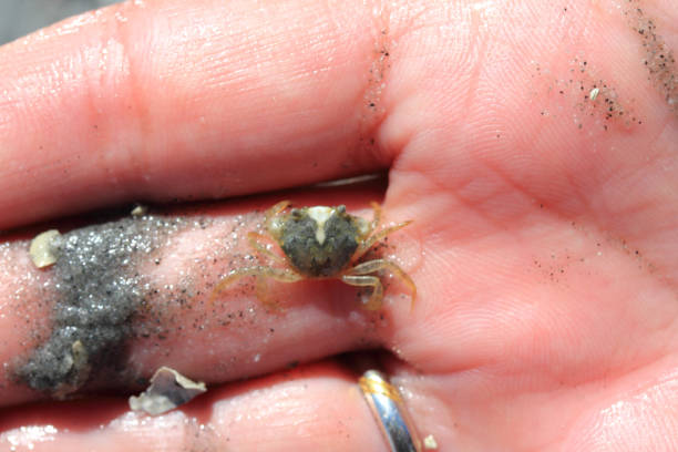 istock a close-up of a little beach crab (Carcinus maenas) 1352186144
