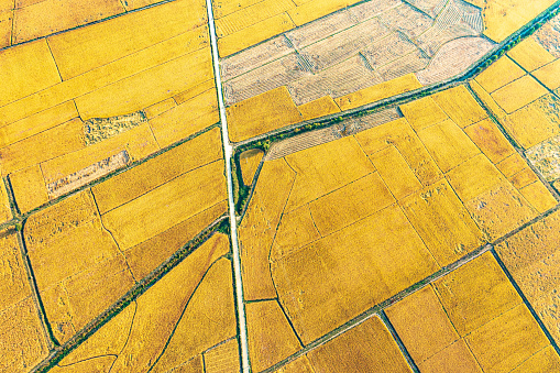 Aerial photography of a large area of rice