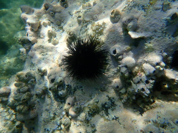 istock Stunning undersea view, Aegean Sea 1352189705