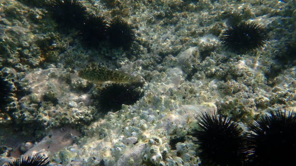 istock Stunning undersea view, Aegean Sea 1352189777