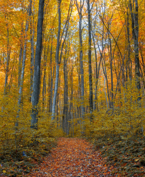 istock Beautiful autumn in a forest 1352189838