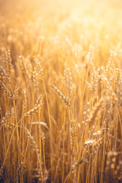 istock Closeup shot of a dried wheat field under sunlight 1352193359