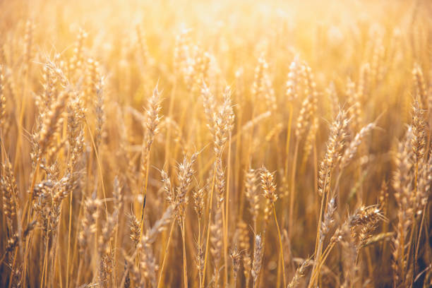 istock Closeup shot of a dried wheat field under sunlight 1352193368