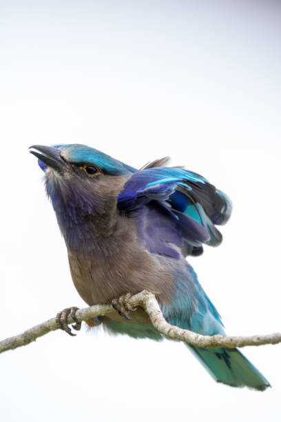 istock beautiful birds in Thailand 1352193791