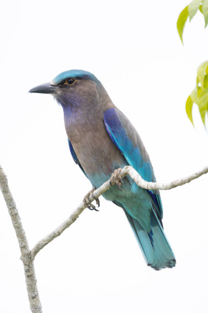 istock beautiful birds in Thailand 1352194639