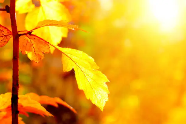 Nature Background with the Autumn Leaves closeup