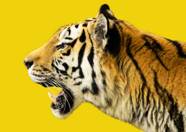 Profile of tiger on yellow background. Profile of tiger on yellow background. tiger photos stock pictures, royalty-free photos & images