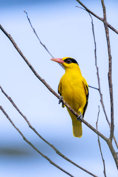 istock beautiful birds in Thailand 1352195950