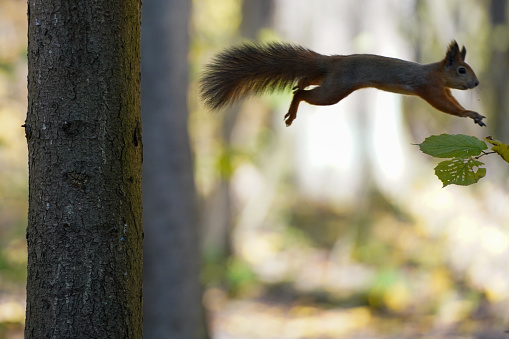 Red squirrel in flight in the autumn forest