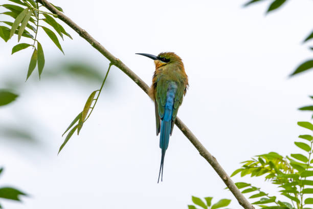 istock beautiful birds in Thailand 1352196325