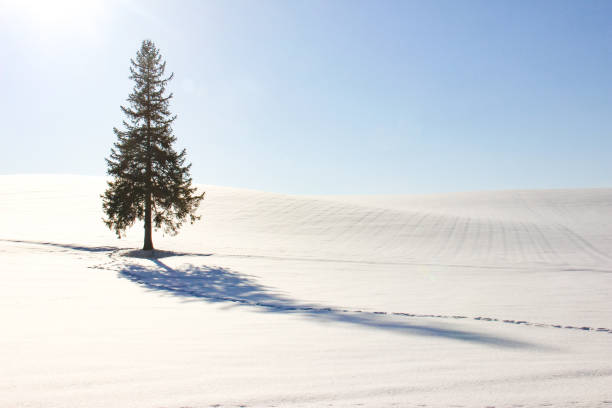 istock Pine tree standing in the snow field in Biei 1352197411
