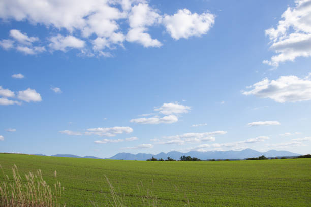 istock Green wheat fields and mountains on a sunny autumn day 1352197441