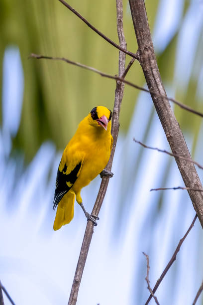 istock beautiful birds in Thailand 1352200329