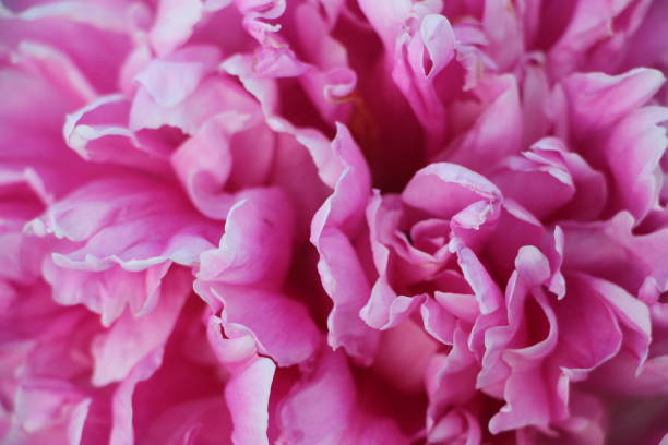 istock pink peony flower petals closeup macro romantic background 1352201038