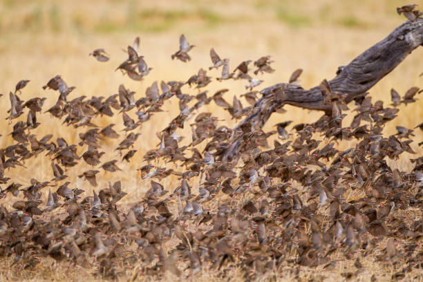 Red-billed quelea flock flying back and forth between trees and the waterhole in the Kalahari, South Africa Red-billed quelea flock flying back and forth between trees and the waterhole in the Kalahari, South Africa red billed quelea stock pictures, royalty-free photos & images