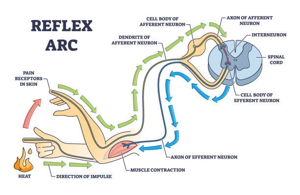 Reflex arc explanation with pain signals and receptor impulse outline diagram Reflex arc explanation with pain signals and receptor impulse outline diagram. Labeled education neuron direction path scheme with muscle contraction and sensory axon of efferent vector illustration. brain receptor stock illustrations